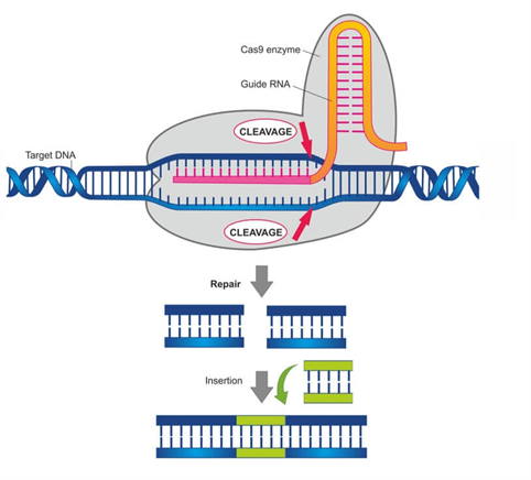 Diagram of a dna sequenceDescription automatically generated